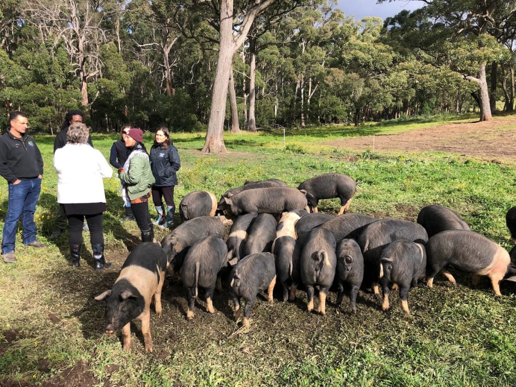 Australian Pork